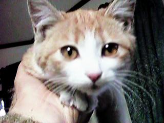 �q�L�̃A���[