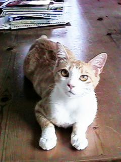 �e�[�u���̏�ɍ���A���[