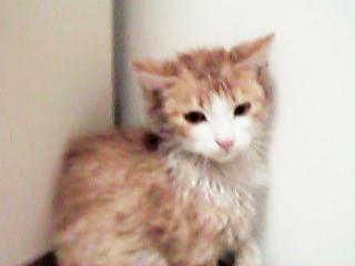 �V�����[�̌�̃A���[