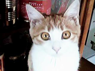 �H��I�̑O��