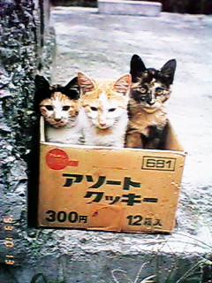 �N�b�L�[�̔��ɓ������R�C�̎q�L