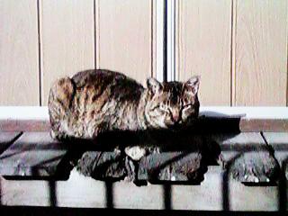 �����œ����ڂ�������L