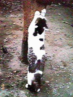 �؂Œ܌���������L���̂P