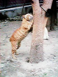 �؂Œ܌���������L���̂R