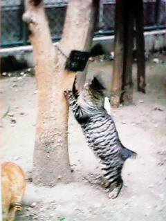 �؂Œ܌���������L���̂S