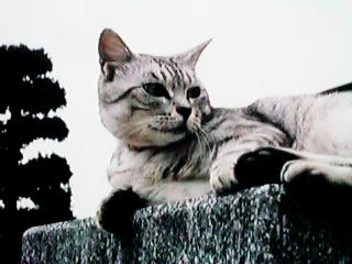 ���Ȃ��̂����̃u���b�N�ɍ���A���ׂ̃~�[�����