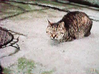 �H�n�̂��΂������L