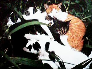 �����܂��ĐQ�Ă���L����