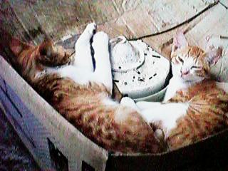 �u�����̔��ɓ����Ă���e�q