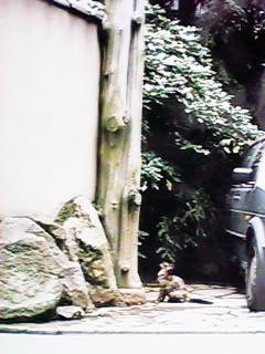 �����̓�����̖؂����グ��L