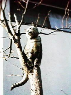 �؂̏�̃~�[�����