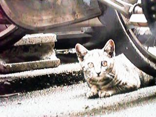 ���]�Ԃ̉��ɉB���q�L