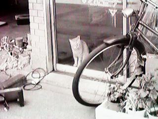 ���]�ԉ��̔L