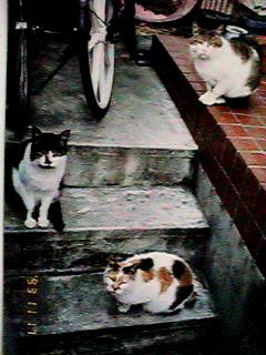 �j���̂R�C�̔L