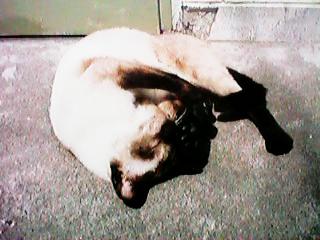 ����̏ē�������̔L