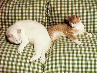 �\�t�@�ŐQ��g�g�ƃA���[