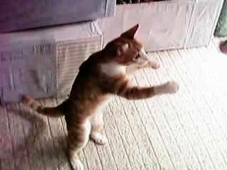 �A���[�������s