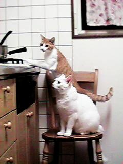 �䏊�ŁA�֎q�ɓo�����g�g�ƃA���[