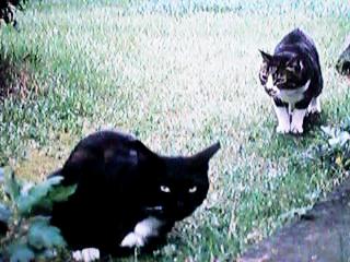 �~�b�N�Ƌߏ��̍��L