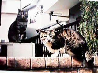 �~�b�N�Ƌߏ��̃~�[�R�����