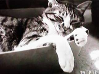 ���ɓ����Ė���~�b�N