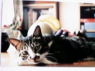 �e�[�u���̏�̉ʕ��ƉԂƃ~�b�N