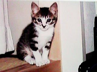 ����P�����̃~�b�N