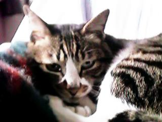 �\�t�@�ł��낮�~�b�N