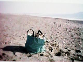 ������̊C�݂�