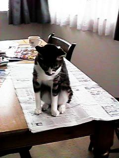 �V���̏�ɍ���~�b�N