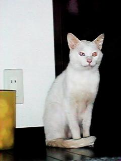 �����ɗ��������̃g�g