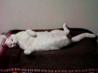 �����ɐQ��g�g