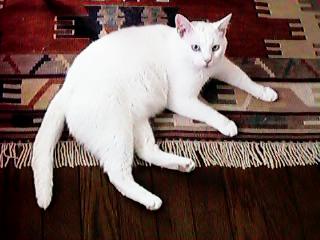 �L�����̂����ł����܂�