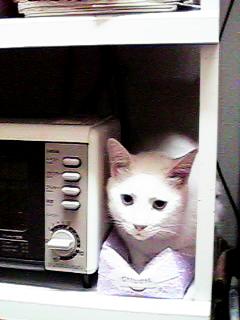 �I�[�u���g�[�X�^�[�ׂ̗̃e�B�b�V���̏�ɍ���g�g