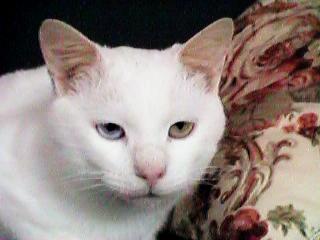 �\�t�@�ɍ���g�g